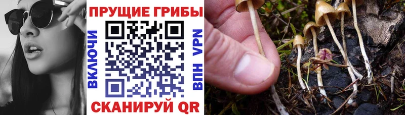 мориарти состав  купить закладку  Магас  Галлюциногенные грибы Psilocybine cubensis 